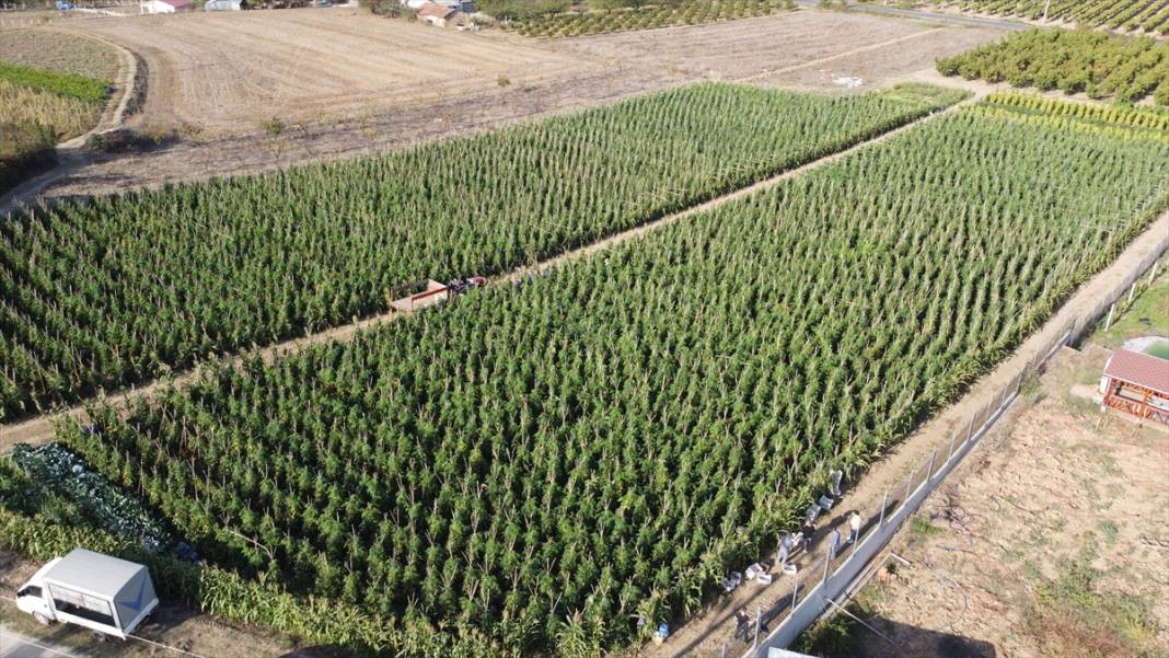 10 köydeki 2500 dekara ekildi tarlada kilosu 15 TL'den satılıyor. Köylü bayram ediyor şafak vakti topluyor - Resim: 15